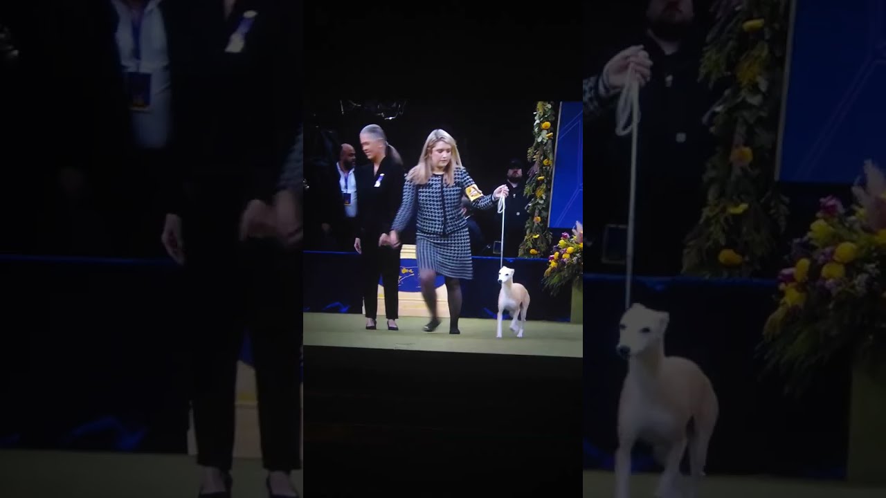Westminster Dog Show Best in Show goes to Monty Gaint Schnauzer Bourbon whippet  reserved BestinShow