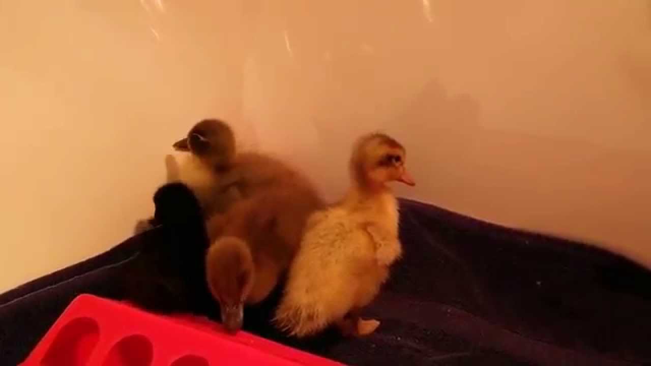 Baby ducks are growing like mad!
