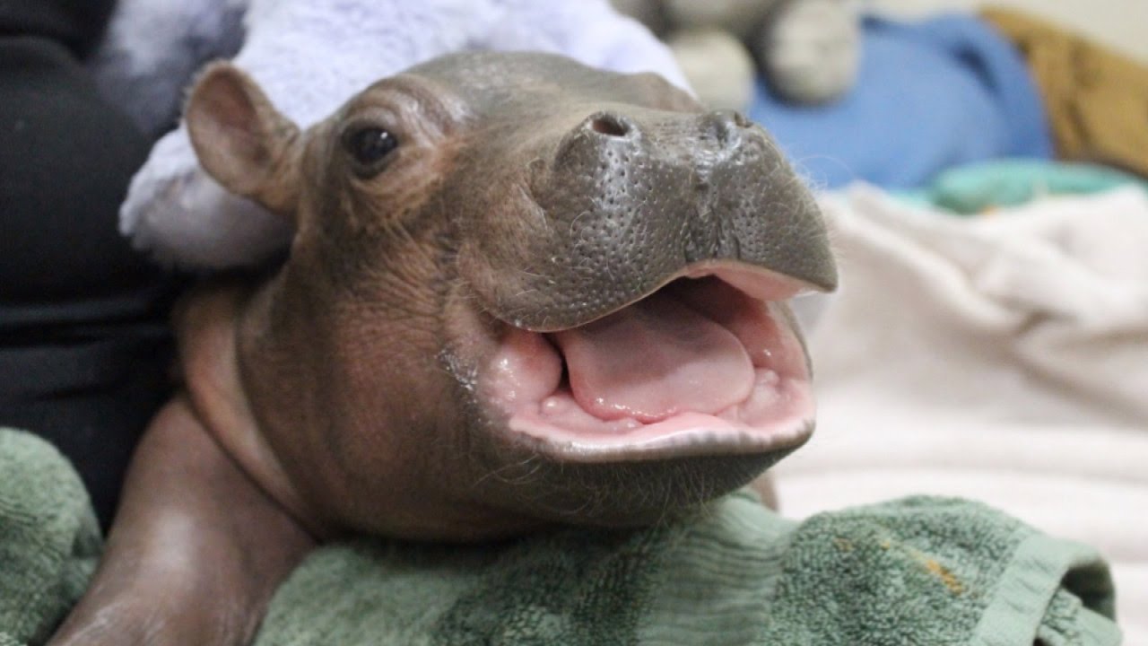 Famous Baby Hippo Plays With Special Care Package From Children's Hospital