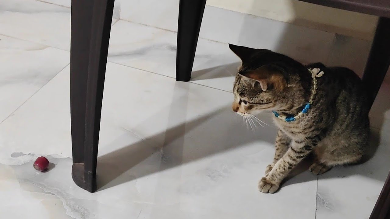 Funny cat 😸 / naughty cat / new cat video #trending #cat #catvideos #catlovers #funntcats 