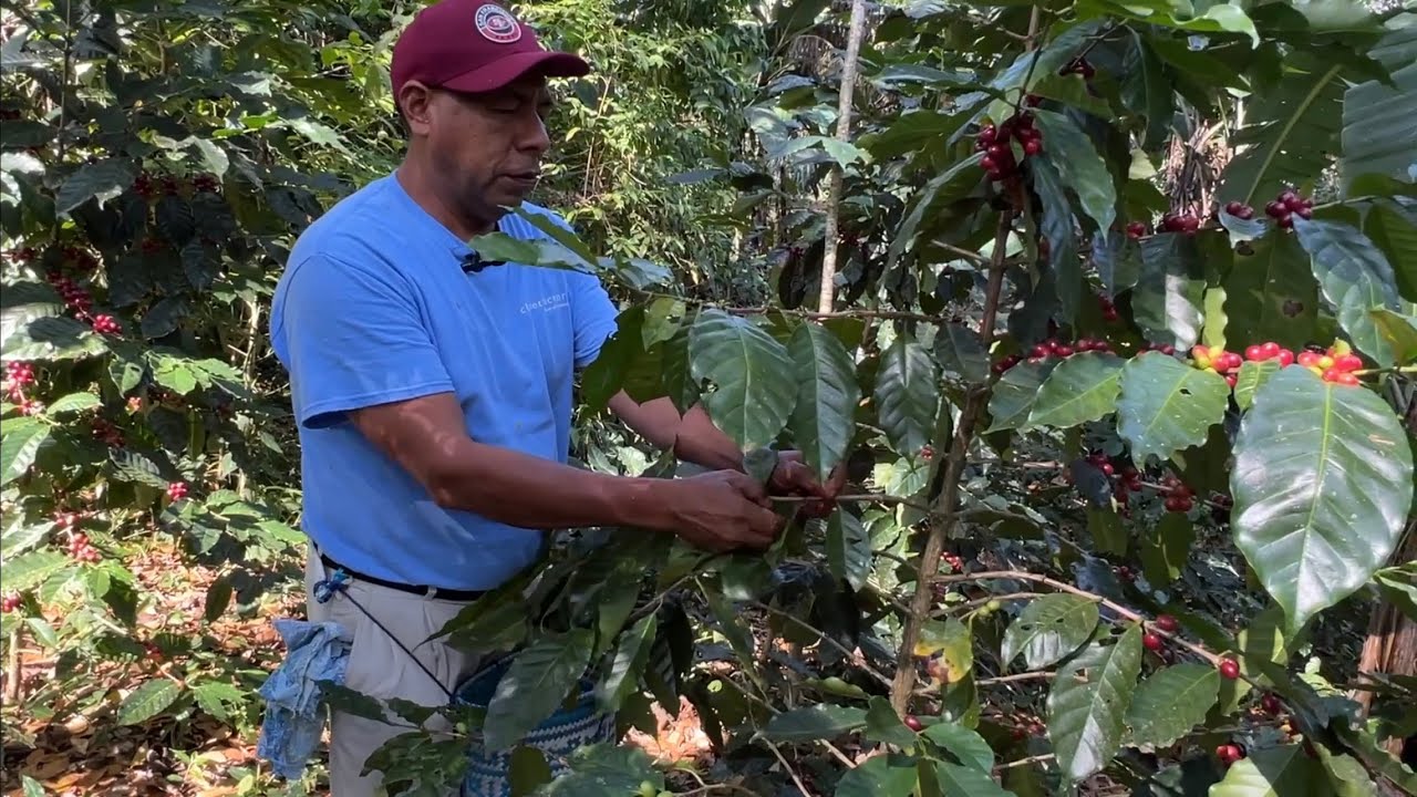 Así se pisca el café en Oaxaca Mexico