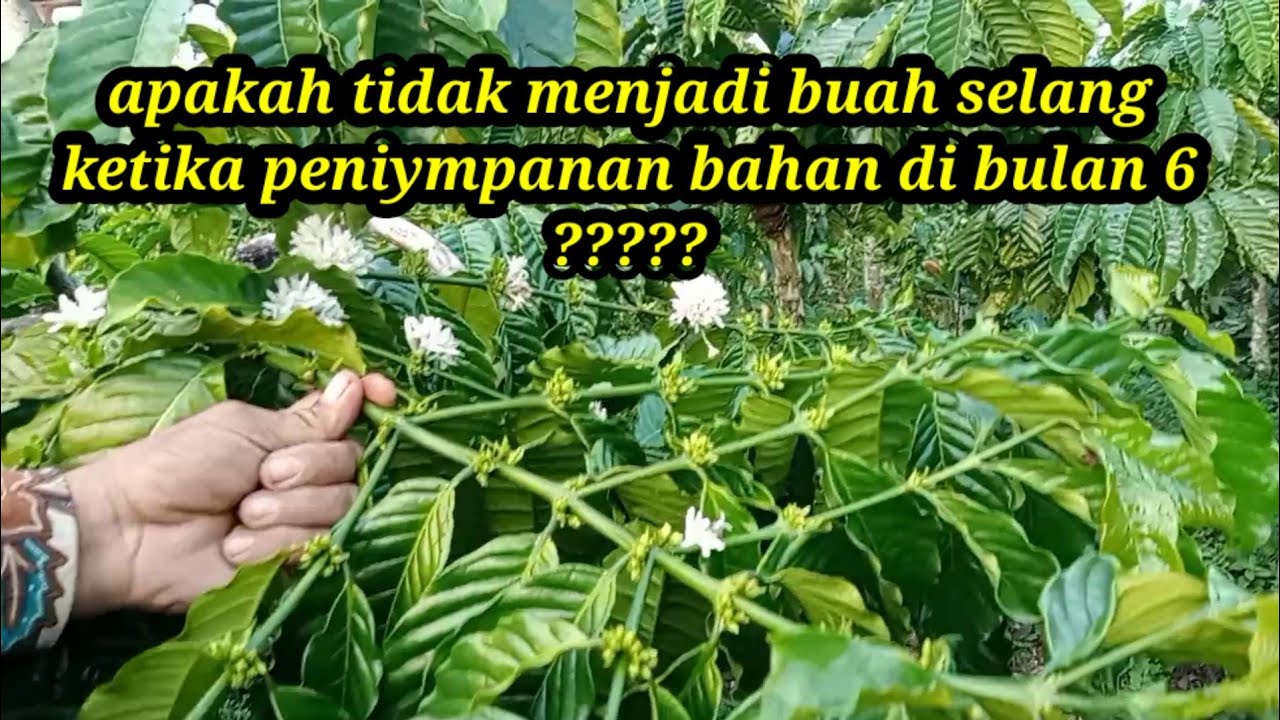 apakah menyipan bahan di bulan enam akan jadi buah selang??? #kangcandradarusman