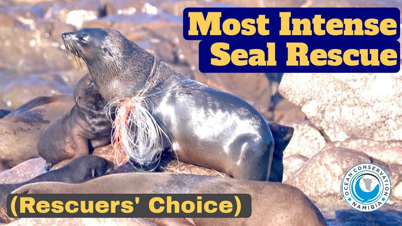 Epic Seal Rescue - Must Watch