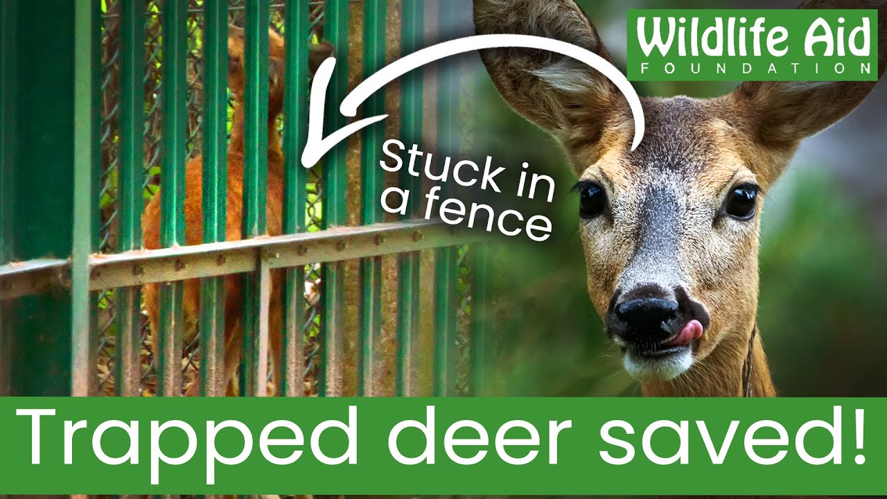 Trapped deer RESCUED after getting stuck between fences!