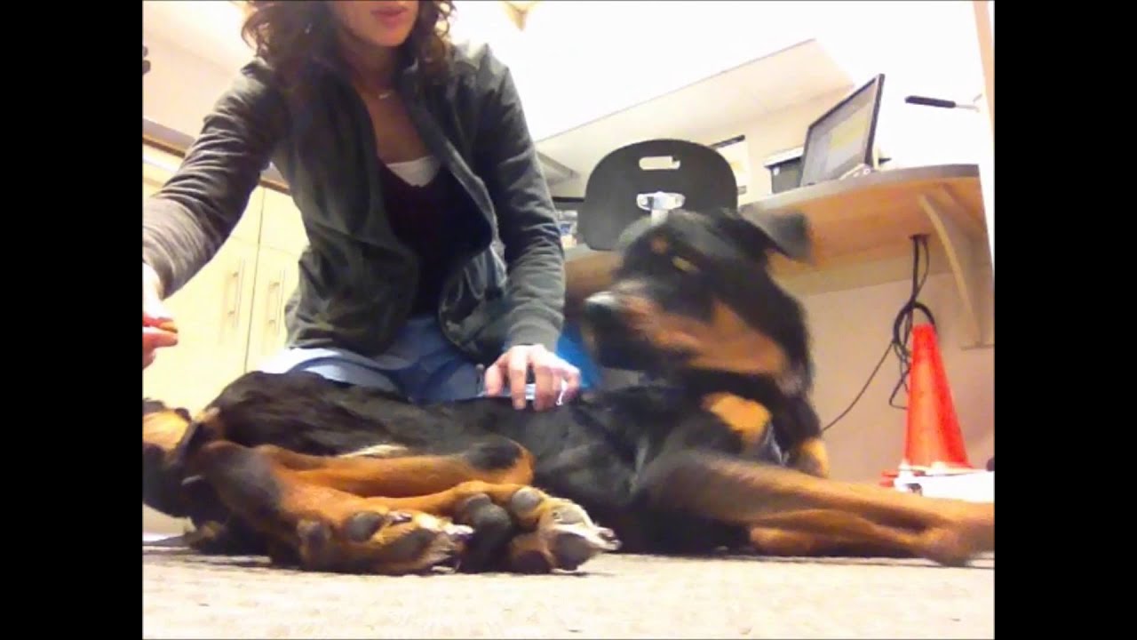 Toronto Veterinary Emergency Hospital Bentley's First Week
