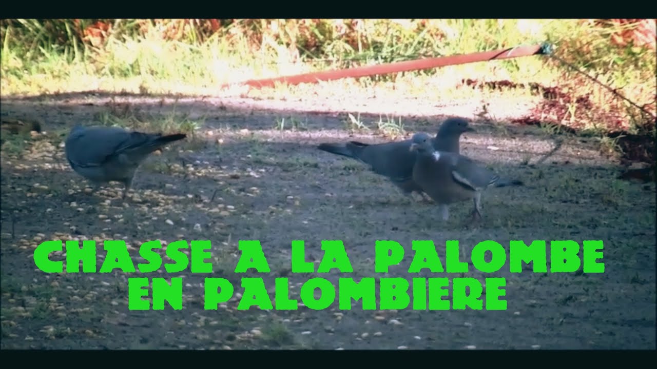 chasse en palombiere à la palombe