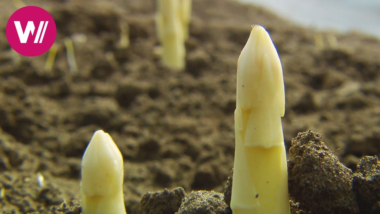 Spargelkunde - Tipps zum Anbau von wei&szlig;em und gr&uuml;nem Spargel