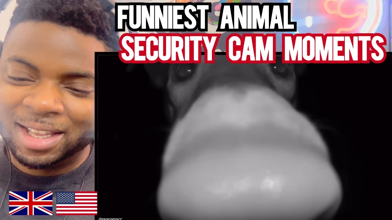 BRIT Reacts To THE FUNNIEST ANIMAL CCTV MOMENTS!