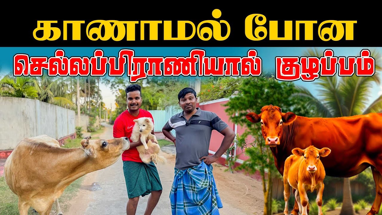 இப்படி நடக்கும் என்று எதிர்பார்க்கவில்லை  |  காணாமல் போன செல்லப்பிராணி  | Akkuddiyum pichumaniyum