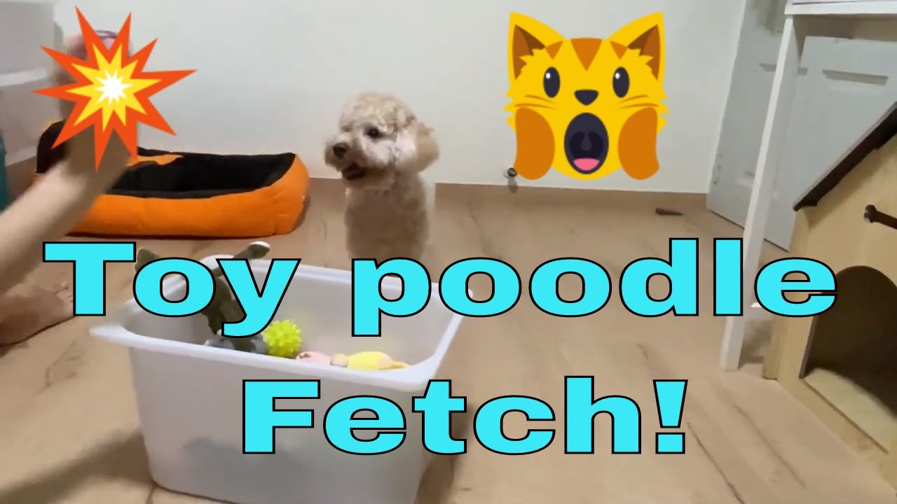 Toy poodle playing fetch!