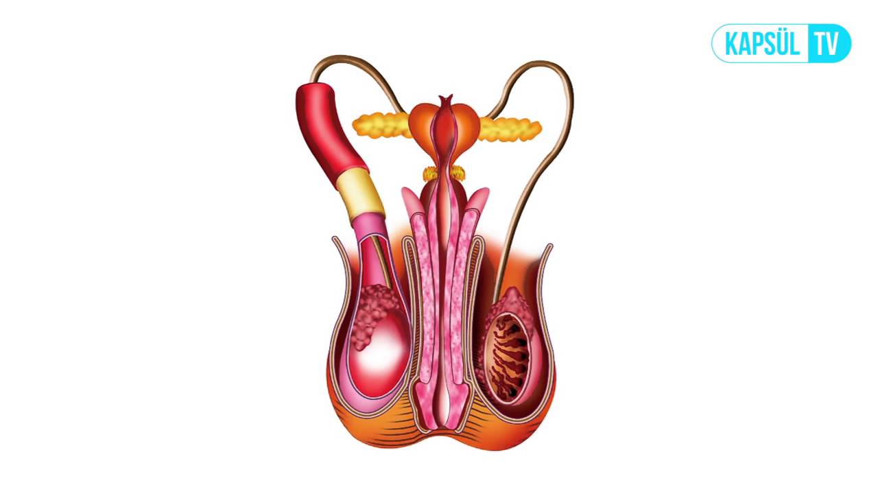 Utangaç Testis (Retraktil) Nedir?