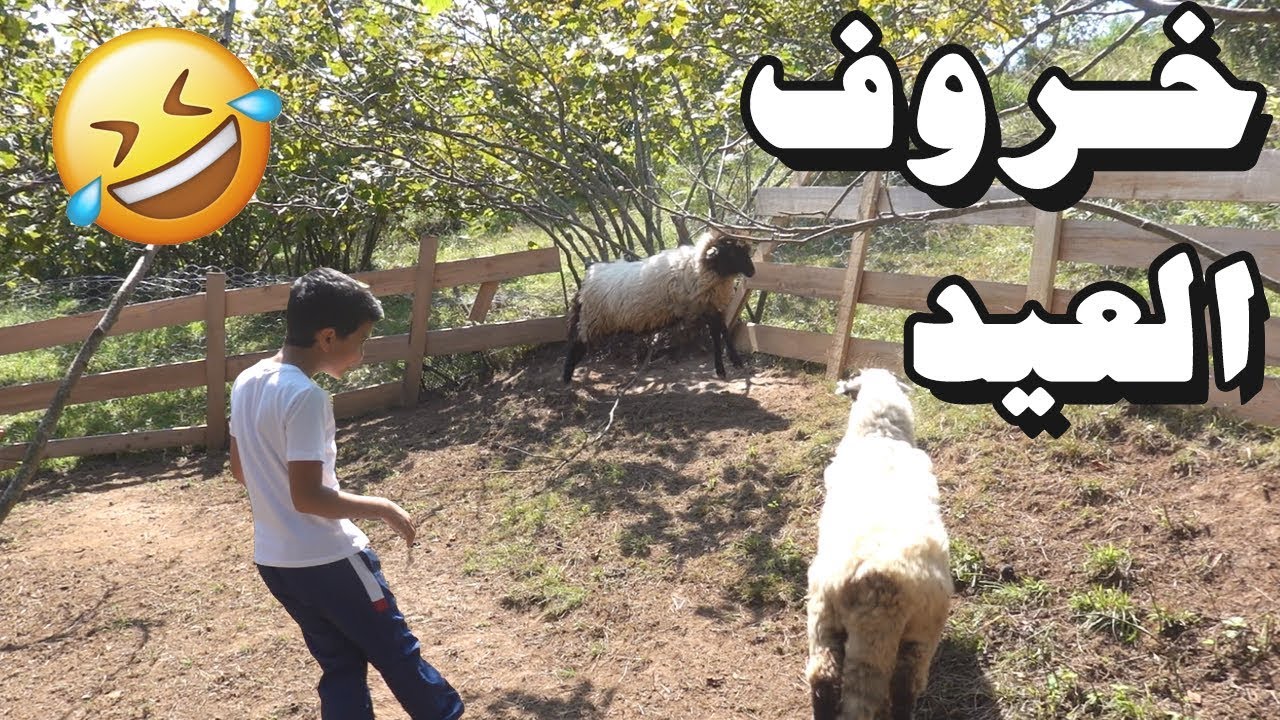 عيد الأضحى في المزرعة🐑