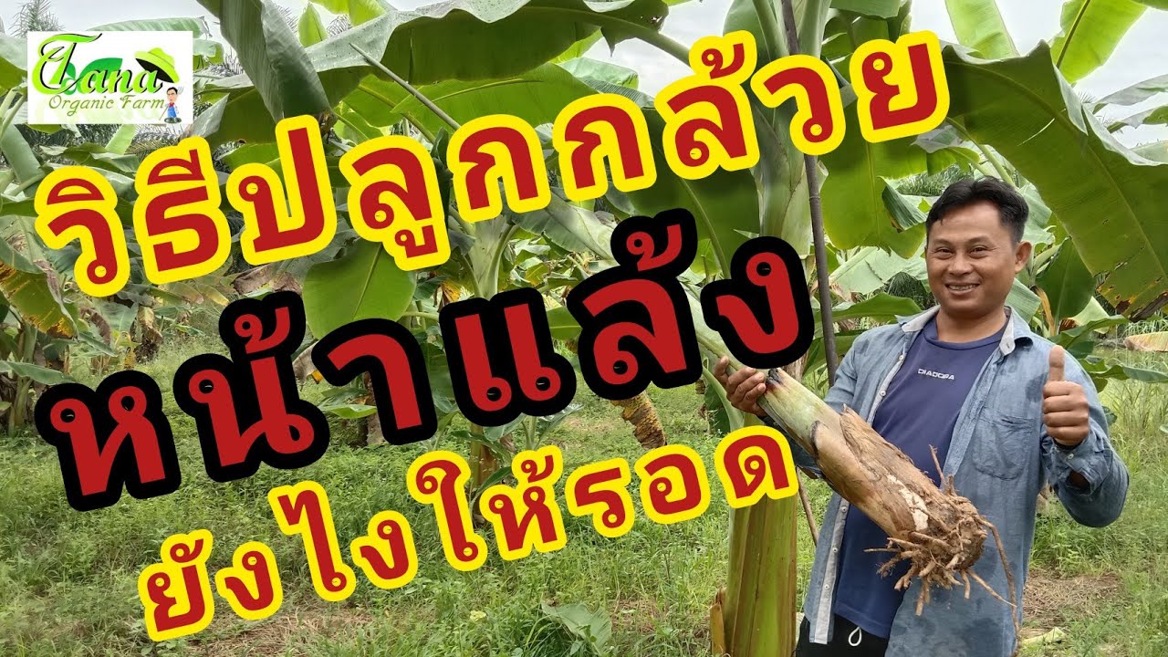 วิธีปลูกกล้วยหน้าแล้งยังไงให้รอด
