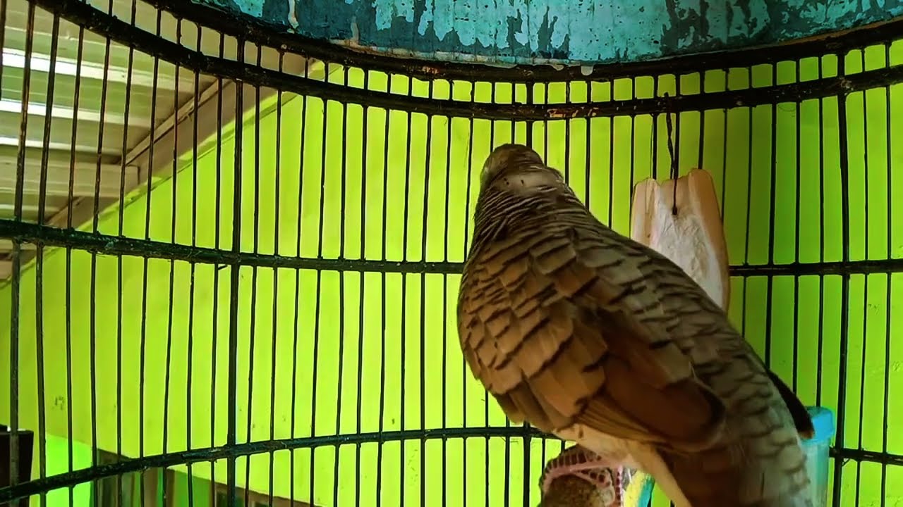 Perkutut Lokal Untuk Pikat, Suara Jernih