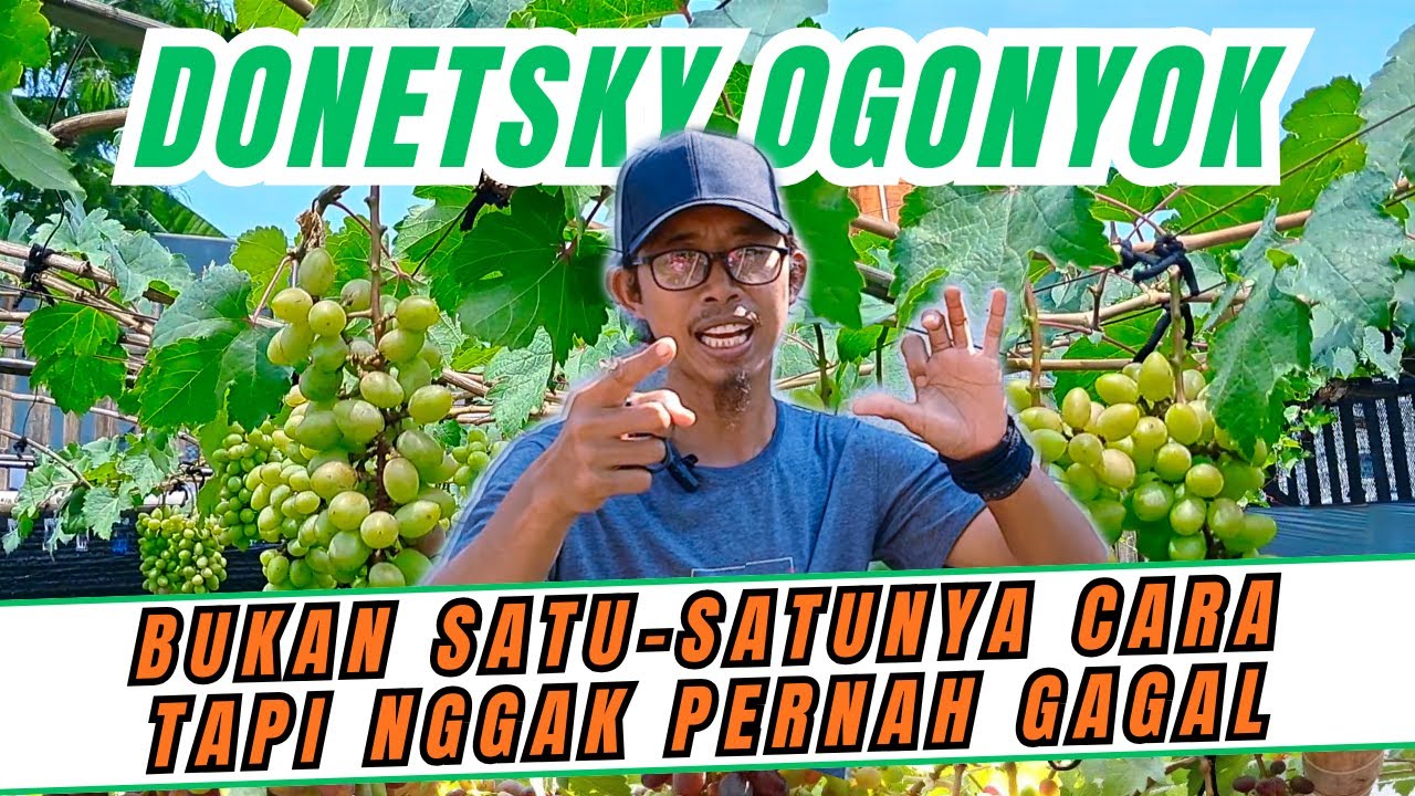CARA INI EFEKTIF‼️ PERLAKUAN SEBELUM PANGKAS PEMBUAHAN POHON ANGGUR DONETSKY OGONYOK