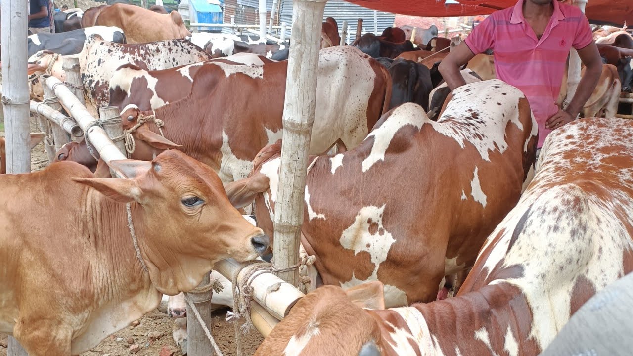 জয়পুরহাট নতুন হাট থেকে খামার উপযোগী শাহিওয়াল জাতের ষাঁড় গরু সংগ্রহ করুন। #joypurhatkrishichitra