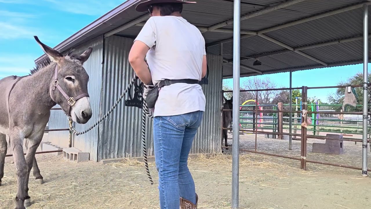Starting to trim Pablo's hooves without sedation 2/27