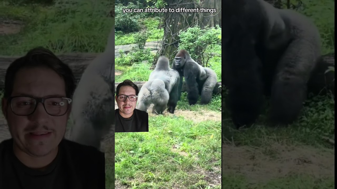 Why are Great apes so strong?