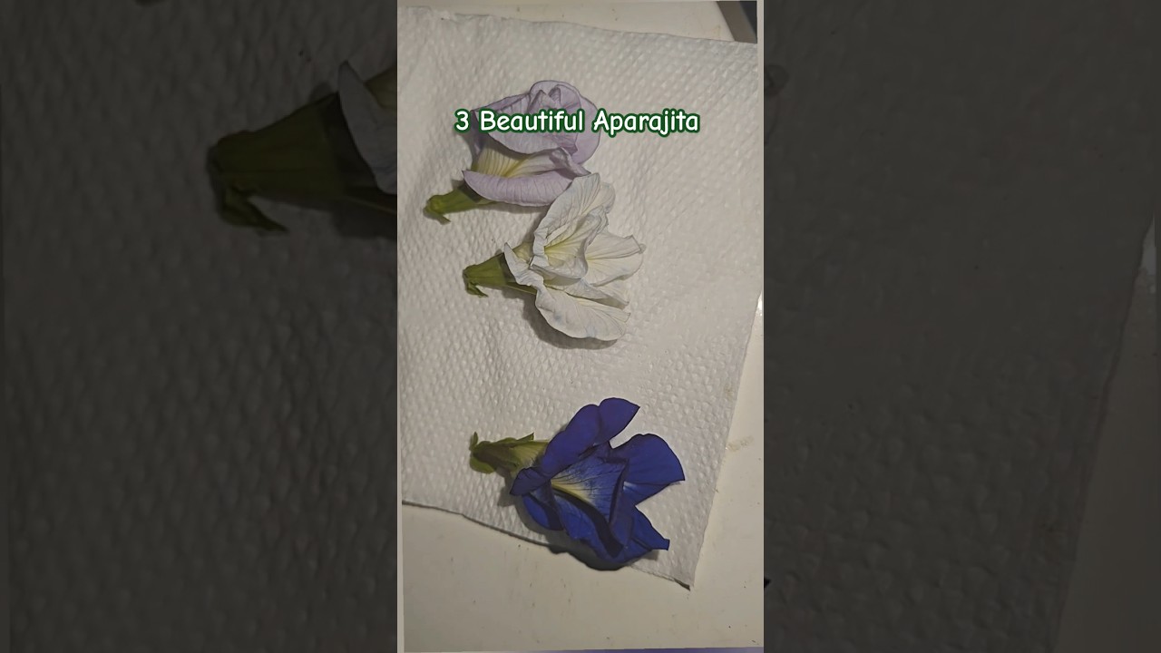 Unveiling The Mesmerizing Beauty Of Aparajita: Vibrant Asian Pigeon Wings!