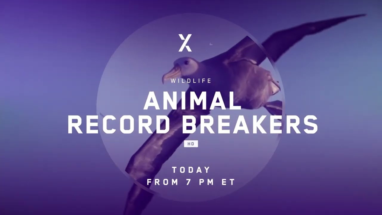 Animal Record Breakers