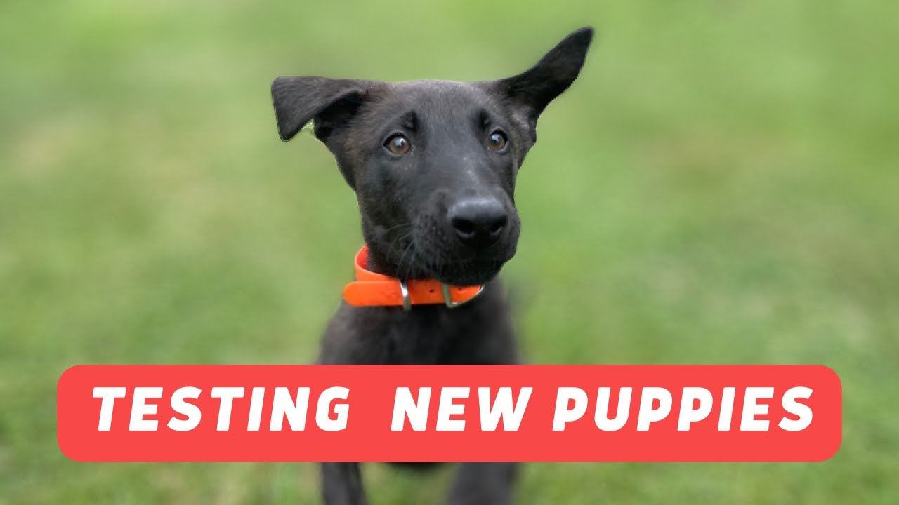 We Went to Test a Litter of Dutch Shepherd Puppies
