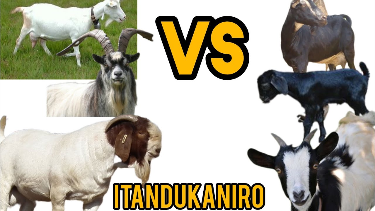NIBYINSHI DORE ITANDUKANIRO RY'IHENE Z'INZUNGU Ni INYARWANDA