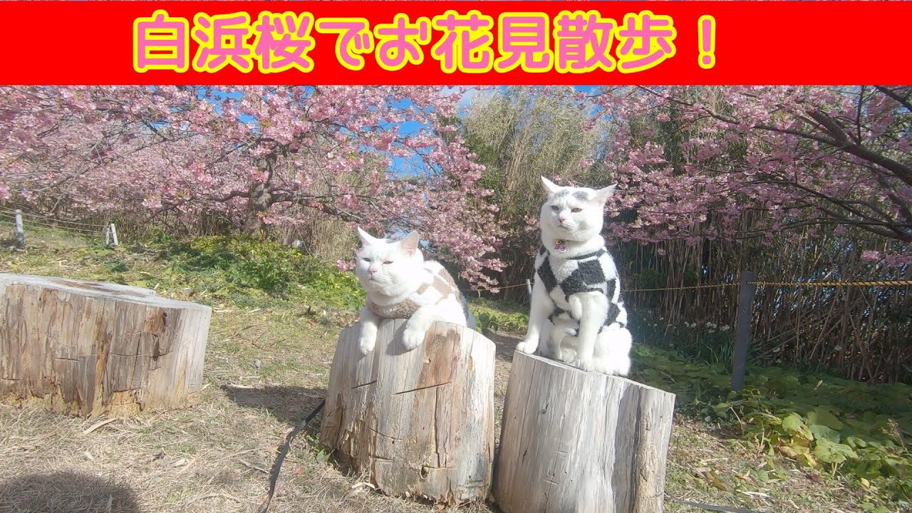 マルマロの散歩！白浜桜の里でお花見散歩。