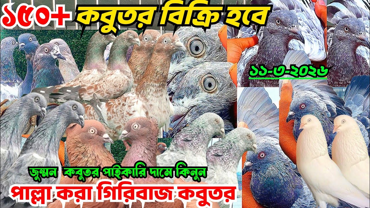 পাইকারি দামে ছাড়াছাড়ি লাইনের গিরিবাজ কবুতর। পাল্লা লাইনের সিলভার,বেজি কবুতর, পাংখি চিলা জুম্মন ভাই