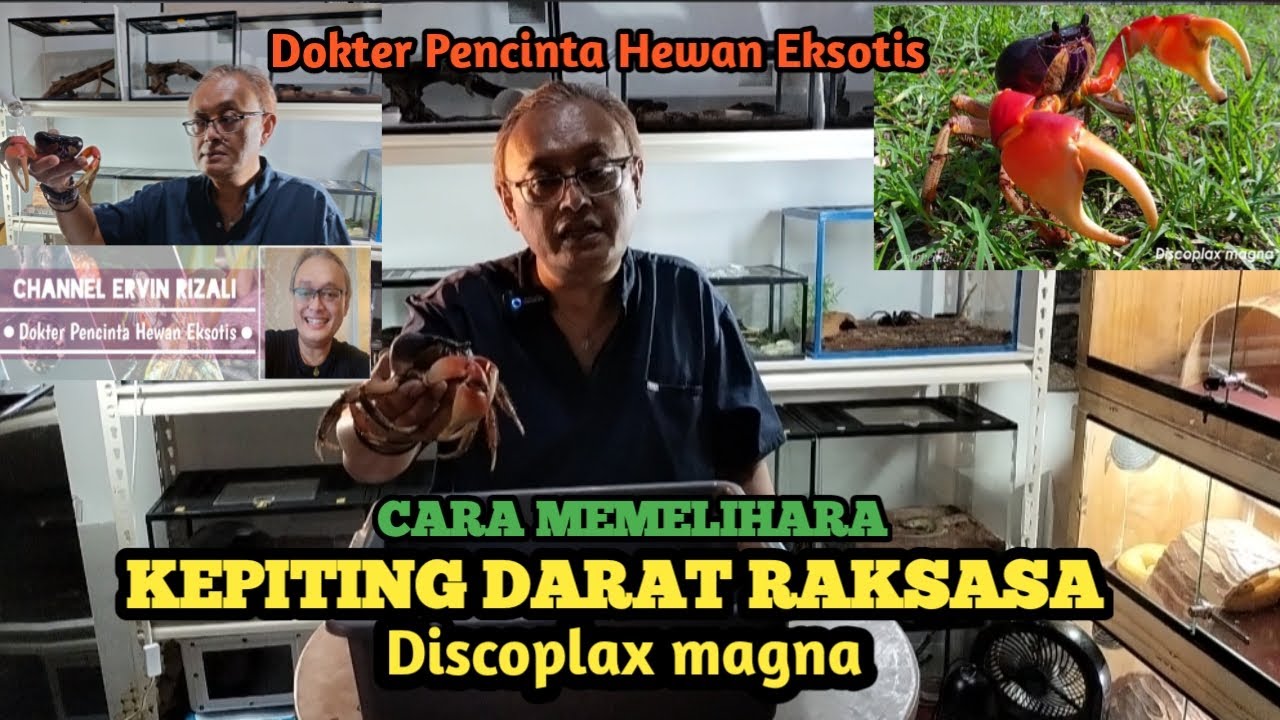 KEPITING DARAT RAKSASA | DISCOPLAX MAGNA | KEPITING HIAS | CARA PERAWATANNYA | KEPITING UNIK