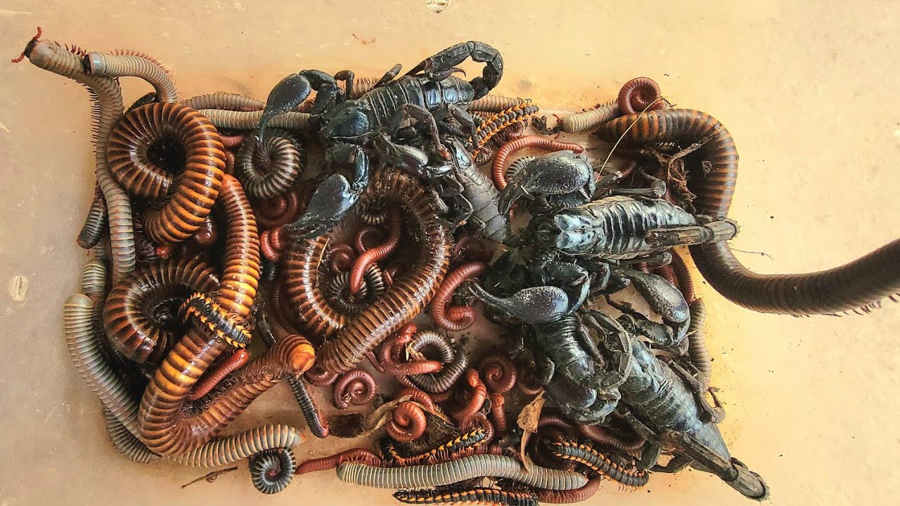 Wow I Catch scorpions, red Millipedes, white Millipedes black Spotted 