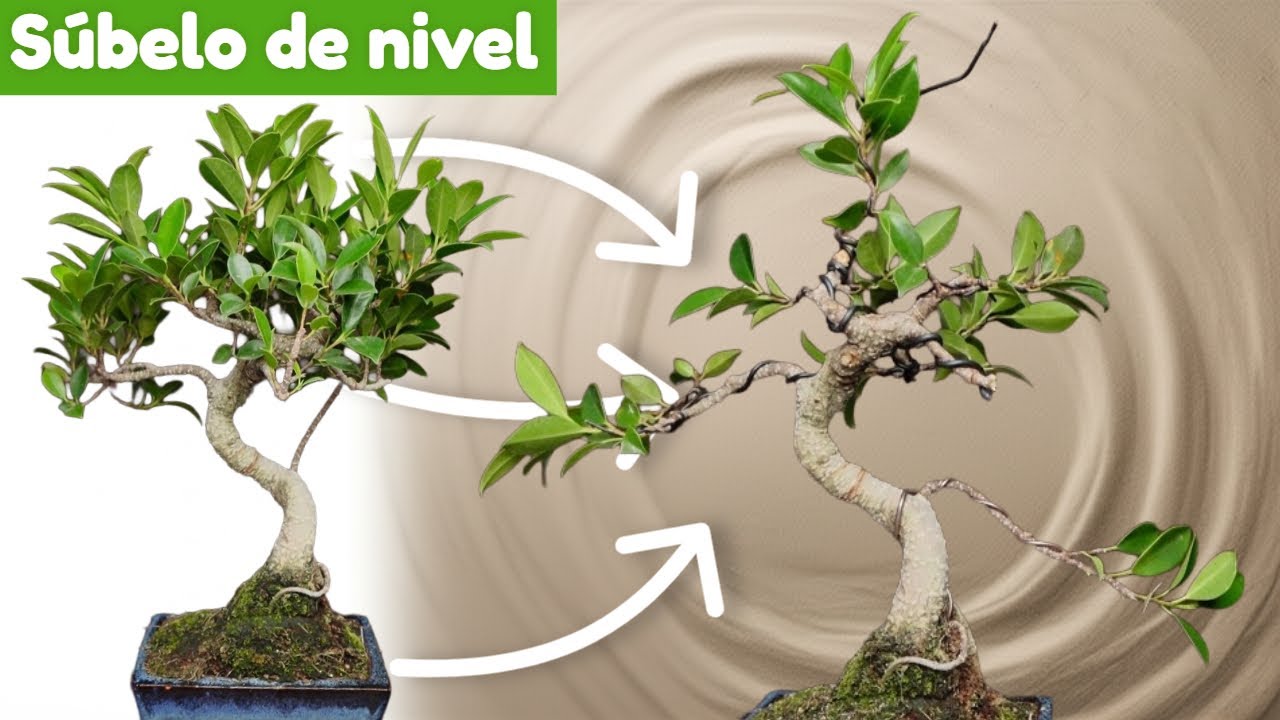 C&oacute;mo mejorar tu bons&aacute;i comercial [ficus/b&aacute;sico]