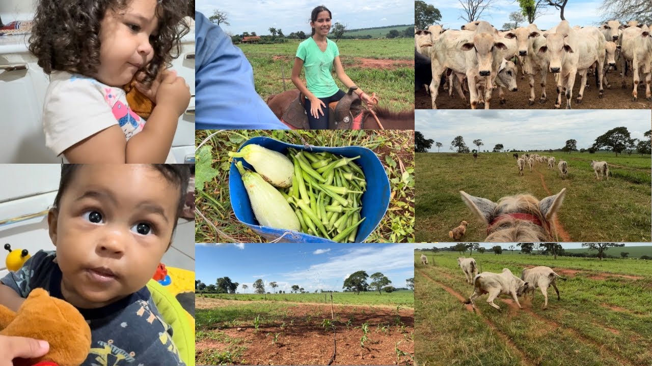 NOSSA LIDA DO DIA,COLHEITA DE VERDURAS/APARTAMOS A BOIADA PARA ENTRAR NA RAÇÃO 🧑🏽‍🌾🫑🥬🥦🐂🙌🏽