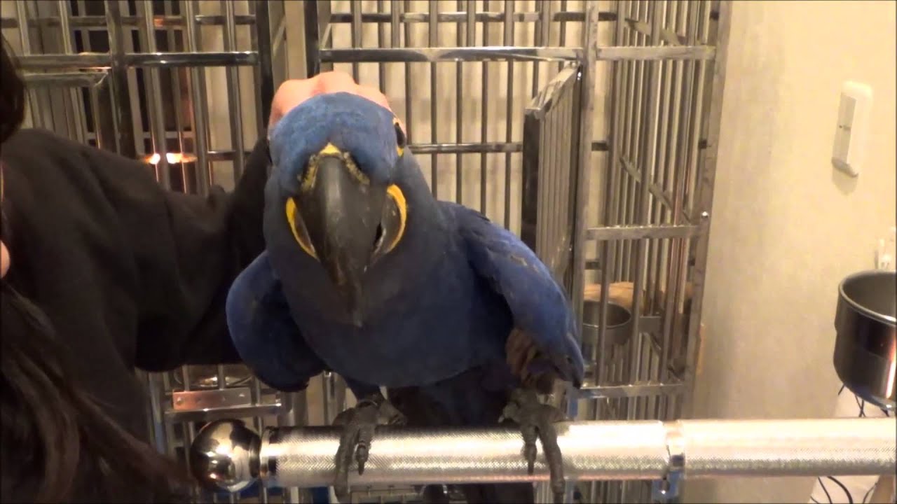 2015/01/11  初上陸！　ヒヤシンスマコウ