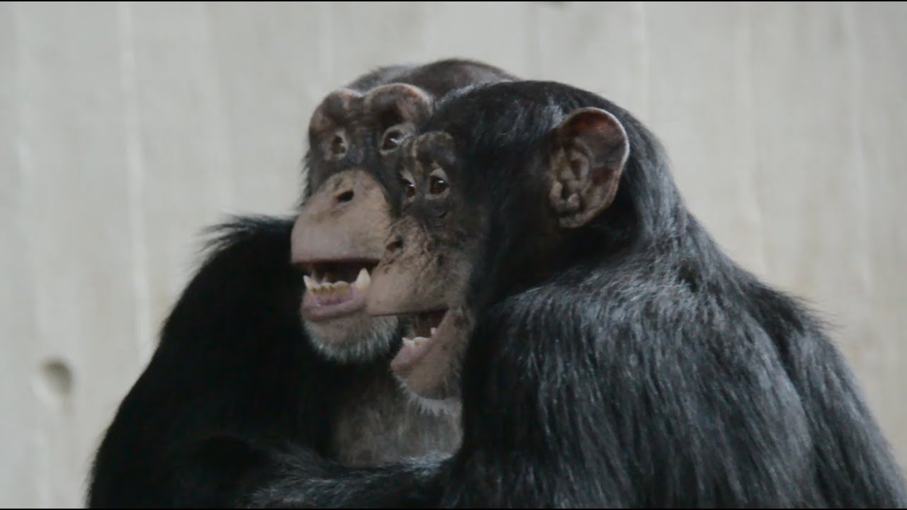Spend a day with the chimpanzees of Copenhagen Zoo! [CHIMP DIARY: 04.11.2024]