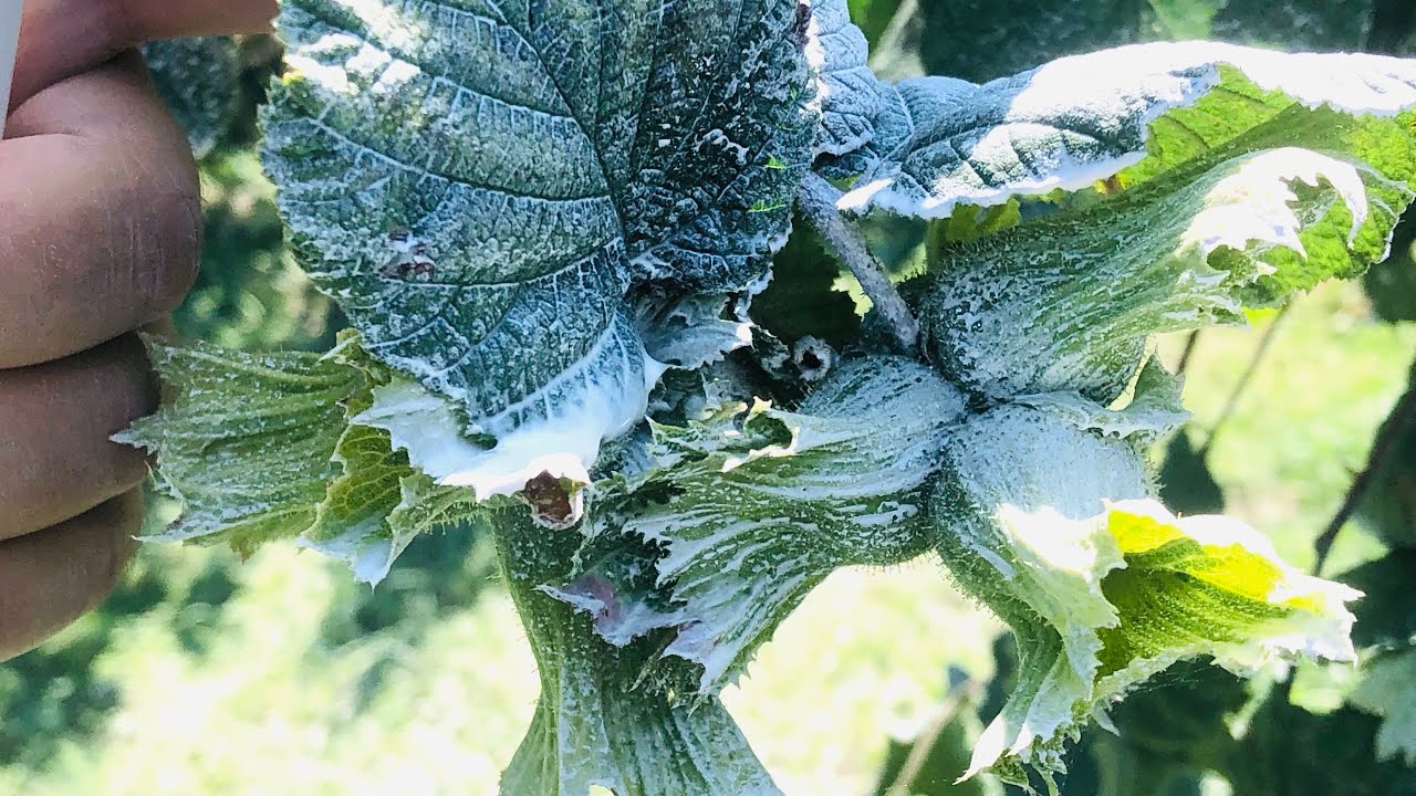 Fındıkta Kaolin Uygulaması
