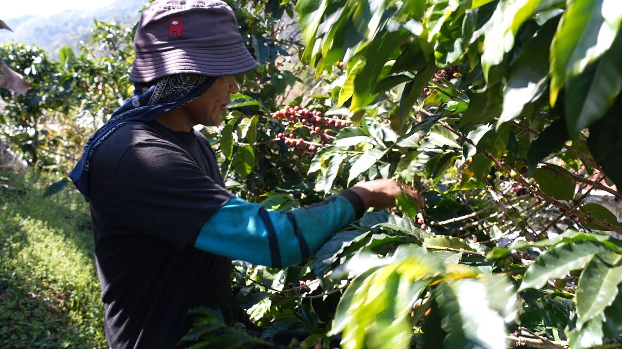 Del grano a la taza: así se vive el nuevo Tour de Café en Buena Vista de Rivas