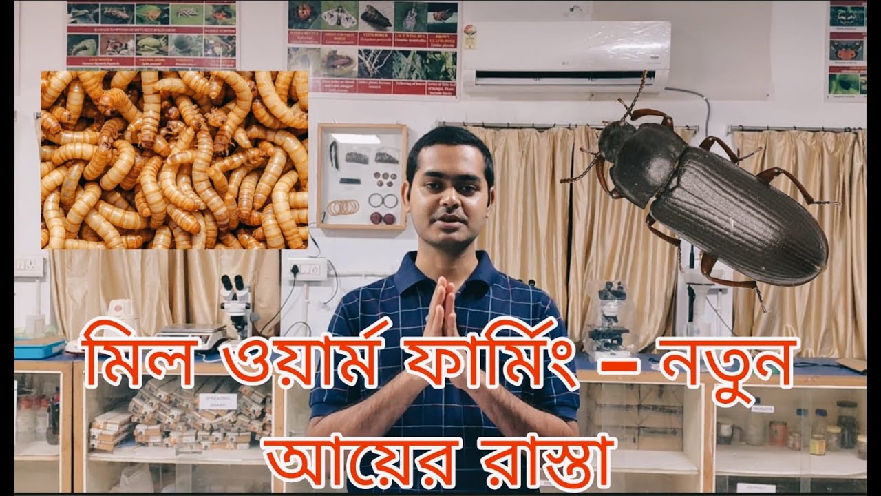 মিল ওয়ার্ম ফার্মিং এর নতুন রাস্তা । 80 হাজার টাকা লাভ হলো মিল ওয়ার্ম চাষ করে 😵