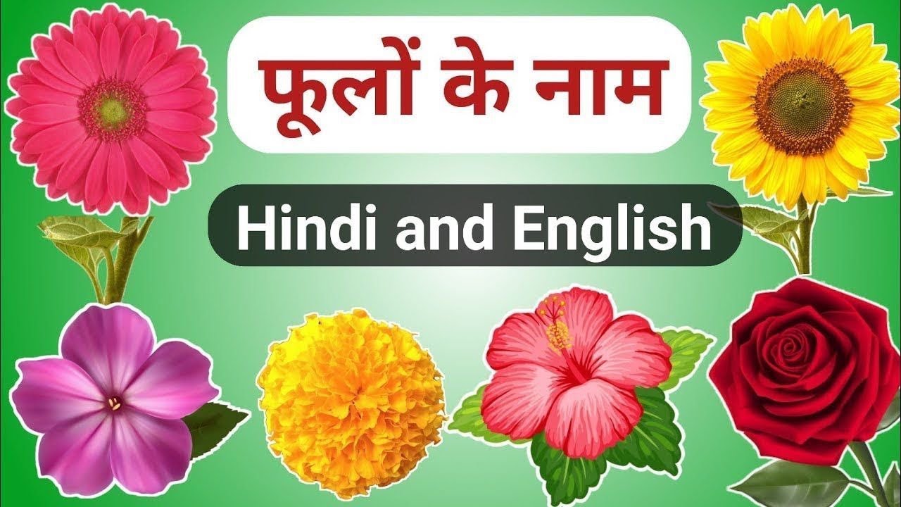 Flowers Name | फूलो के नाम | Flowers Name in English and Hindi | Flowers Name with Picture