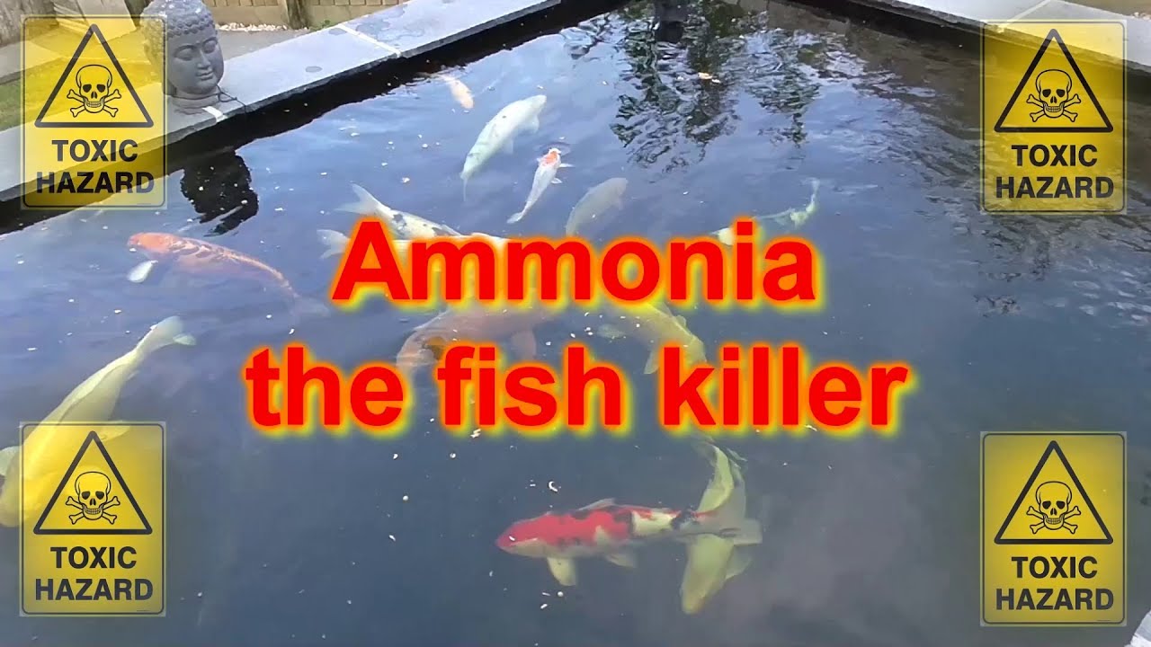 How to treat a koi pond Ammonia spike