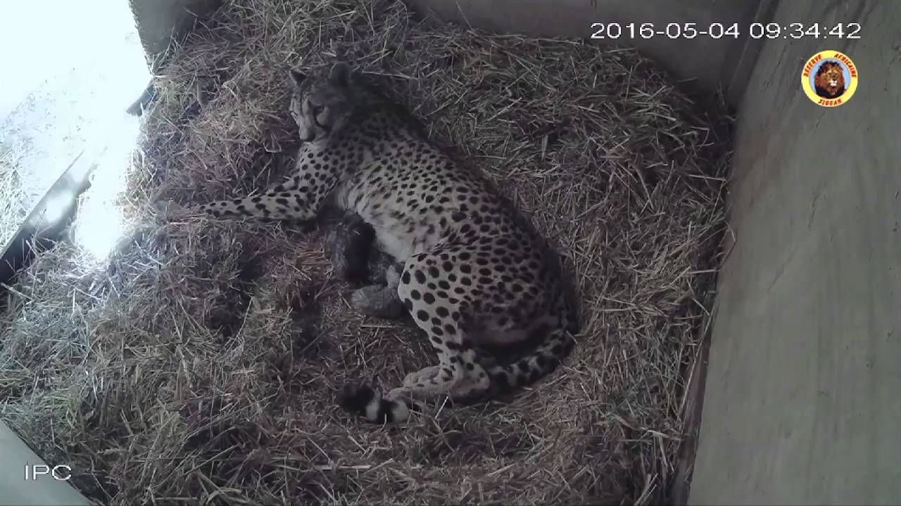 Naissance de 4 bébés guépard à la Réserve Africaine de Sigean