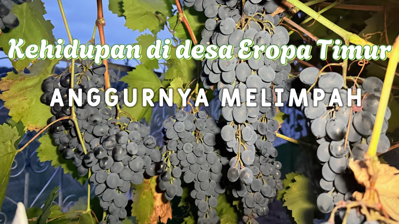 Kehidupan di Desa Eropa Timur | Mampir Ke Rumah Warga Lokal, Surga Anggur Yang Melimpah.