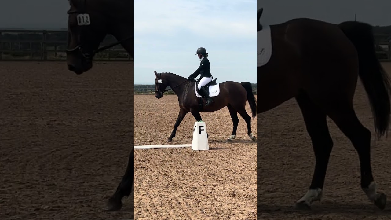 Mickleholme Boss Boy BD Prelim 5 Elms Farm 1st place 67.86% 28th August 2024