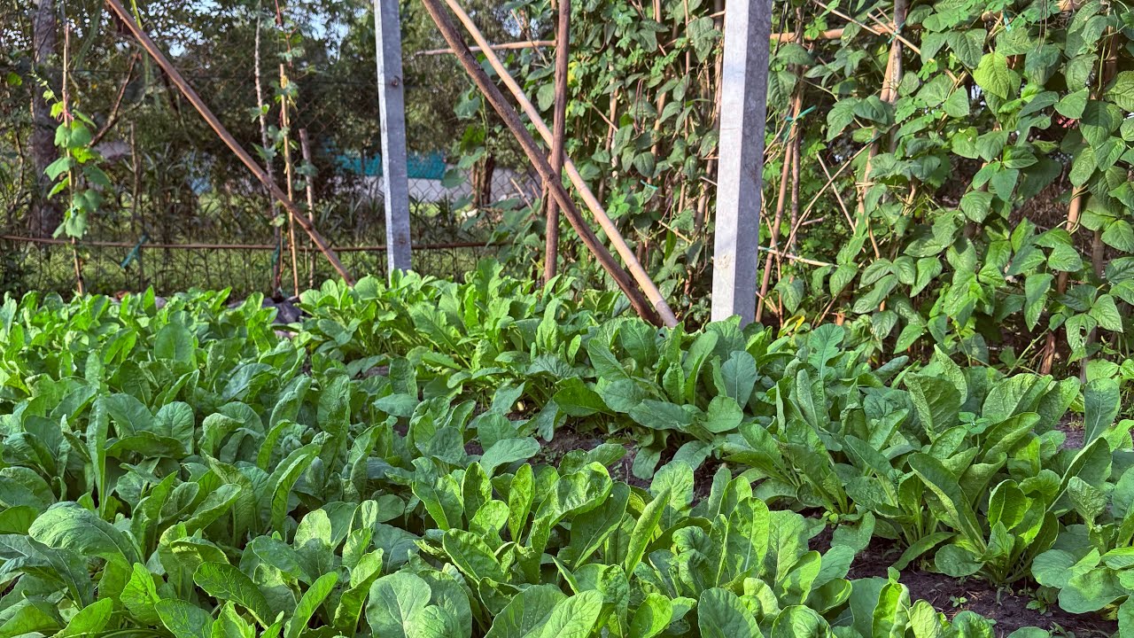 40 ng&agrave;y trồng v&agrave; thu hoạch củ cải trắng I 40天的白萝卜种植与收获 I 40-day white radish planting and harvesting