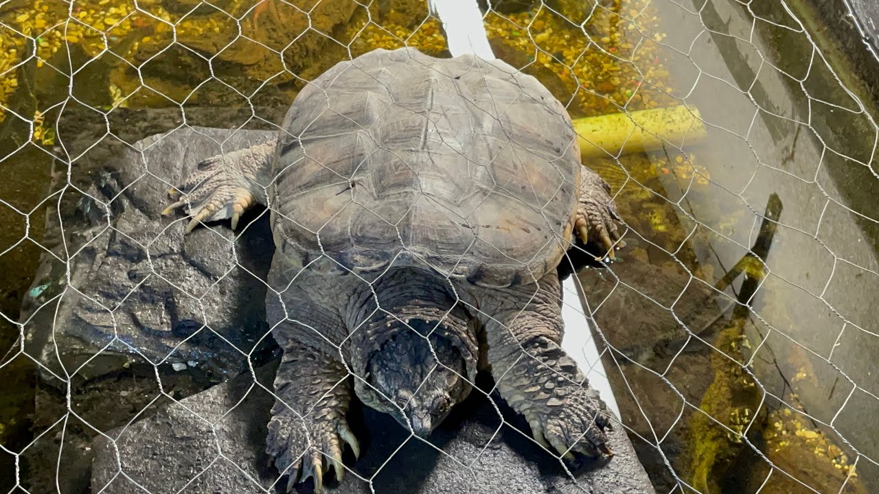 My snapping turtle is too big for his basking rock.