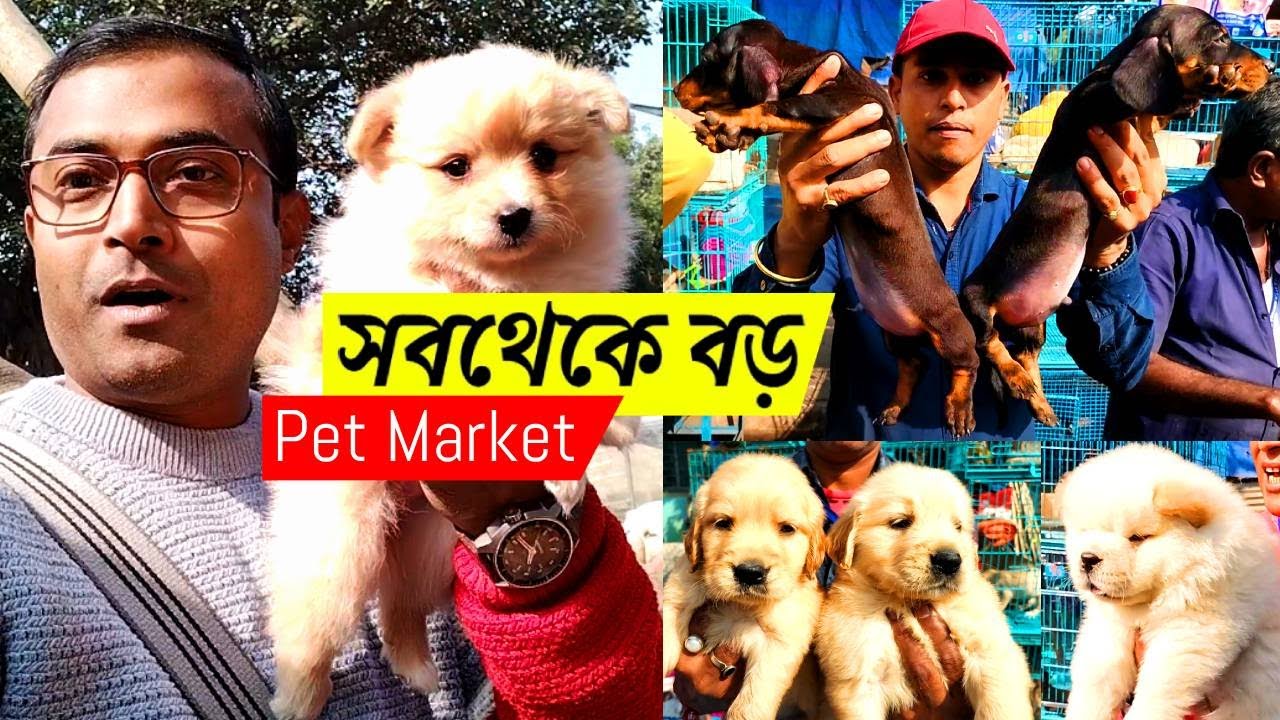 Galiff Street Pet Market Kolkata | dog market in kolkata | dog market in kolkata price | dog