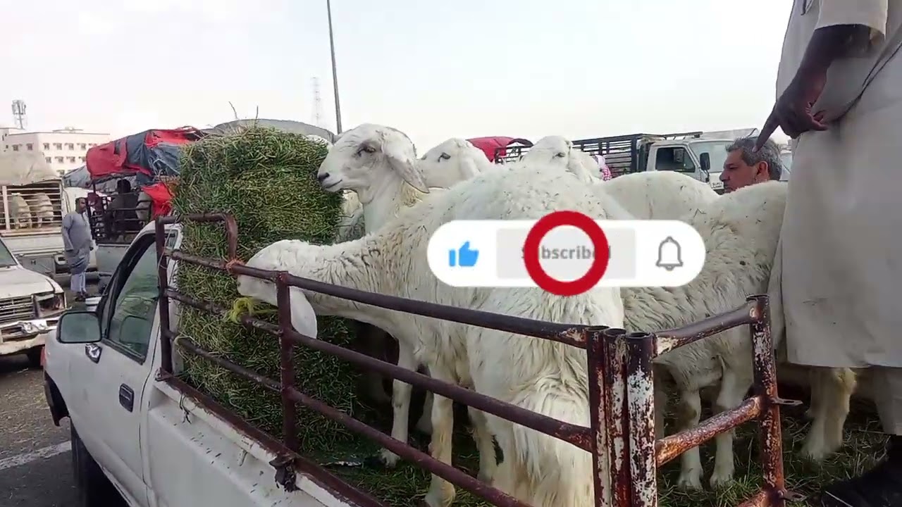 جولة في سوق الغنم اليوم قبل العيد