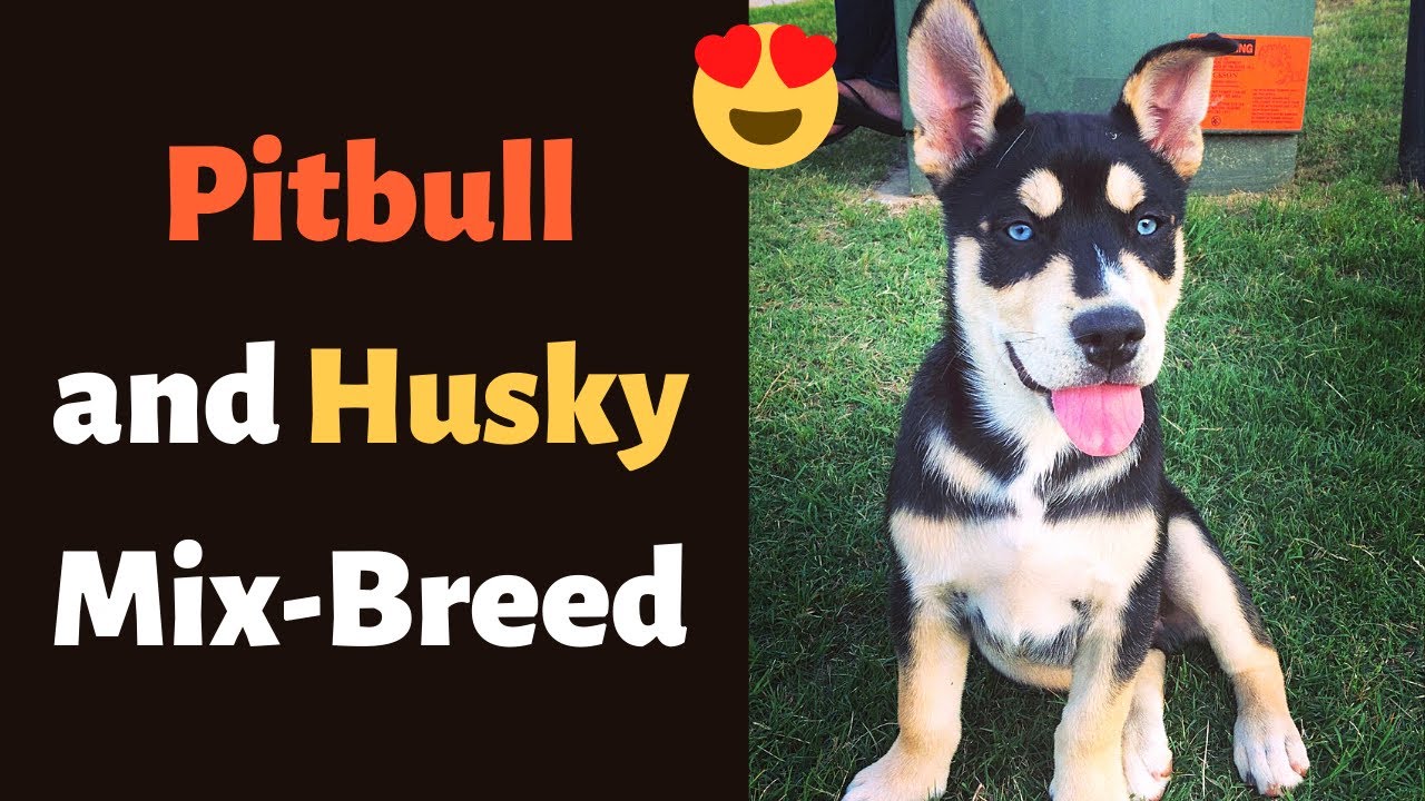 Pitbull and Husky Mix-Breed (Pitsky): Temperament, Personality, Health and Training