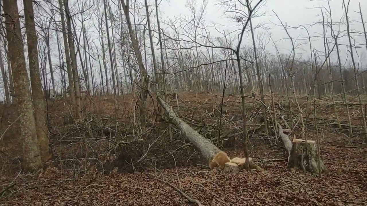 Один день из жизни лесоруба в Риппи.