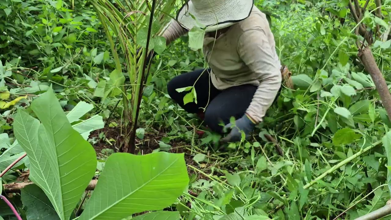 Cleaning the Cucunot Tree sa atong Farm p1