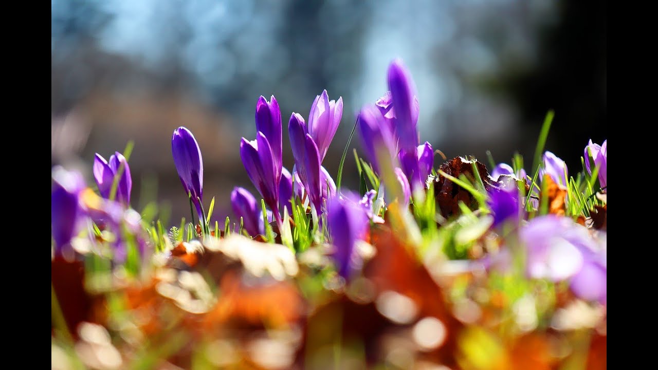 Zavelsteiner Krokusblüte